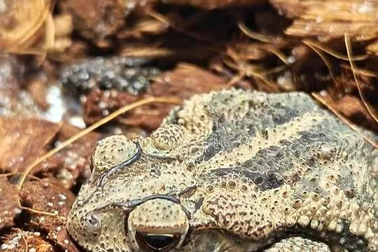 Ropucha lamparcia
