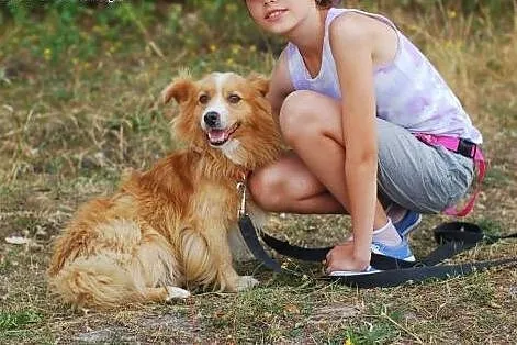 Toffi - 2etni śliczny puchaty psiak,  mazowieckie 