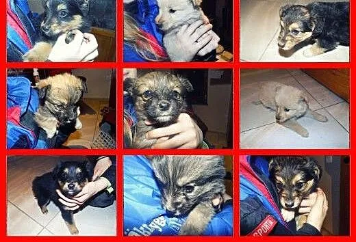 5 cudnych maluchów do adopcji!, łódzkie Tomaszów