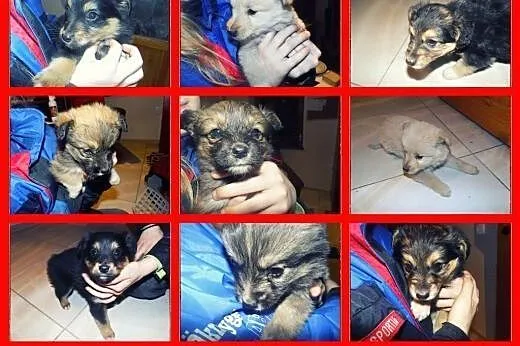 5 cudnych maluchów do adopcji!,  łódzkie Tomaszów 