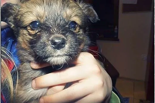 5 cudnych maluchów do adopcji!,  łódzkie Tomaszów 