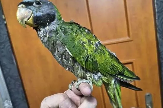 Aleksandretta Chińska Ręcznie Karmiona, Śląskie, Radlin
