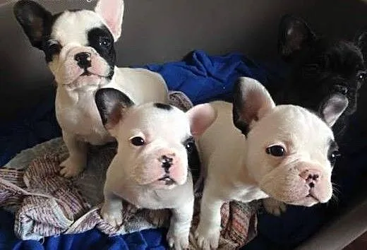 Buldogi francuskie za darmo przyjęcia., Buldog ca