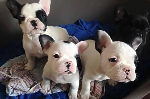 Buldogi francuskie za darmo przyjęcia.,  Buldog ca