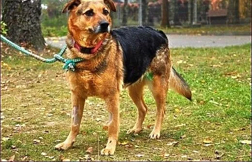 Saba - wyjątkowa dama :), warmińsko-mazurskie Ols