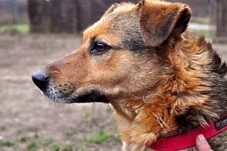 Saba - wyjątkowa dama :),  warmińsko-mazurskie Ols