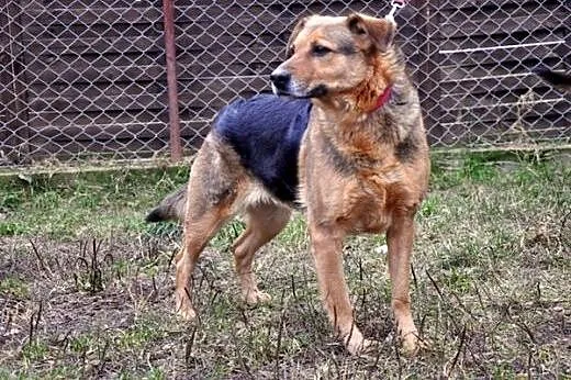 Saba - wyjątkowa dama :),  warmińsko-mazurskie Ols