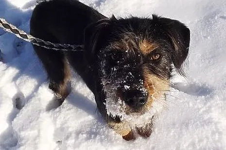 Młoda grzeczna suczka Fiona,  warmińsko-mazurskie 