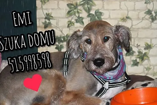 Emi szuka domu !!!, Mazowieckie, Warszawa