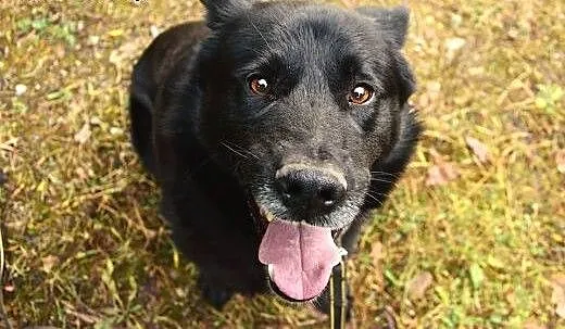 Piękny, duży, czarny pies do adopcji , Kundelki c