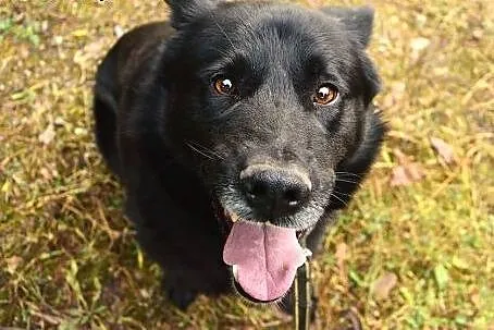 Piękny, duży, czarny pies do adopcji , Kundelki cała Polska