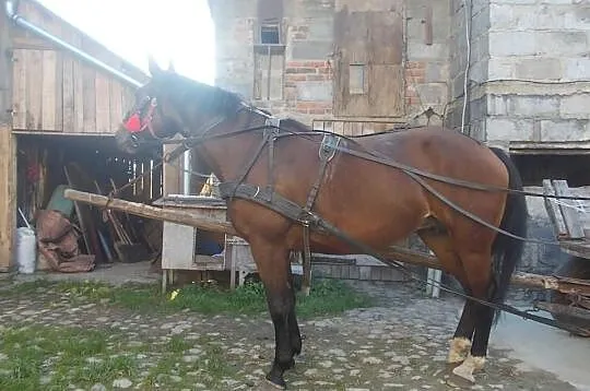 Sprzedam