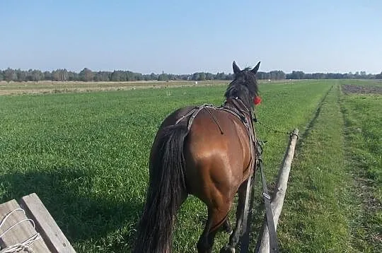 Sprzedam