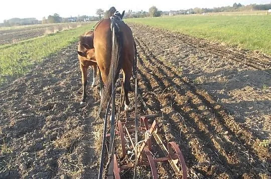Sprzedam