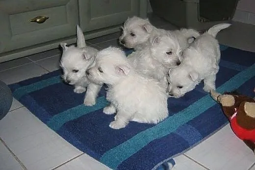 Szczeniaczki West Highland White Terrier z rodowod