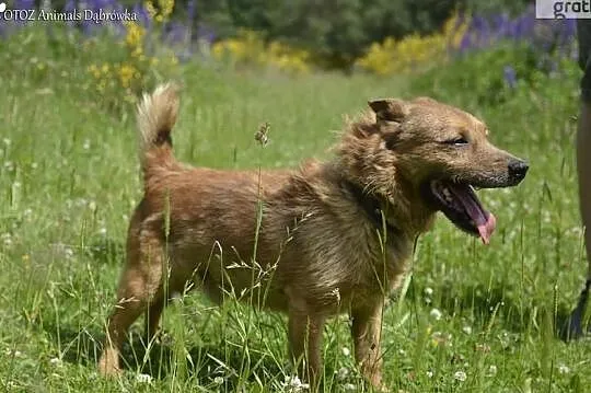 Astor - pies, który nigdy nie był kochany ... szuka domu., , Dąbrówka