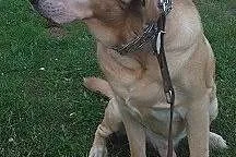 Mars biszkoptowy labrador do adopcji