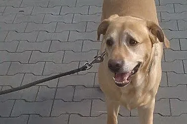 Mars biszkoptowy labrador do adopcji