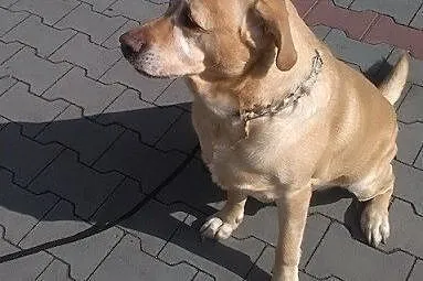 Mars biszkoptowy labrador do adopcji