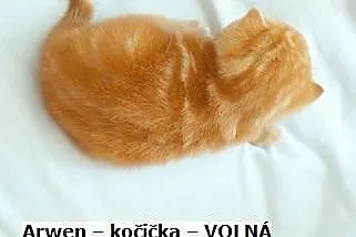4 koty Red Kitty rodowodem, w kolorze rudym,  śląs