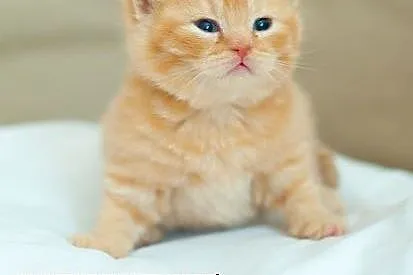 4 koty Red Kitty rodowodem, w kolorze rudym,  śląs