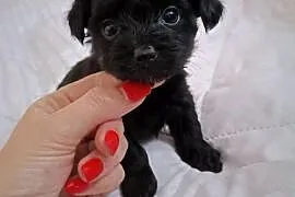 York Terrier Mini
