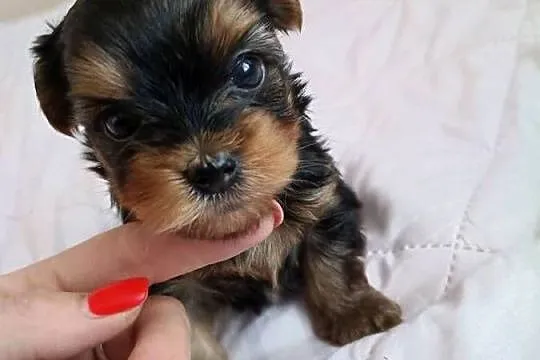 York Terrier Mini, Opolskie, Wilków