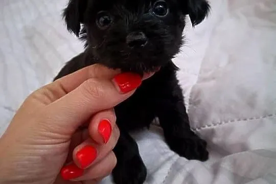 York Terrier Mini, Opolskie, Wilków