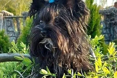 York Terrier Mini, Opolskie, Wilków