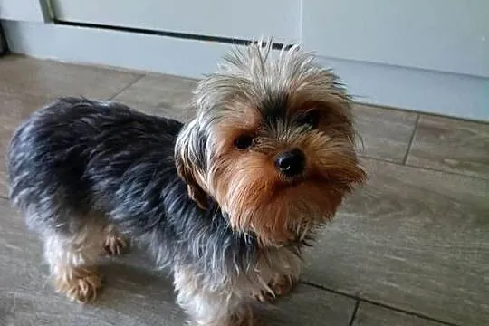 York Terrier Mini, Opolskie, Wilków