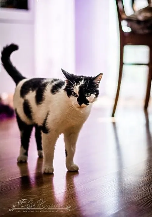 Ohio - roczna PIESZCZOCHA do adopcji, małopolski