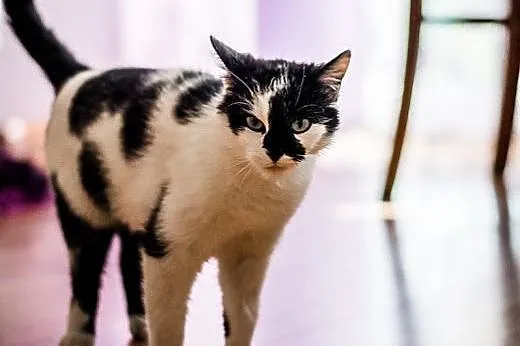 Ohio - roczna PIESZCZOCHA do adopcji, małopolskie Kraków