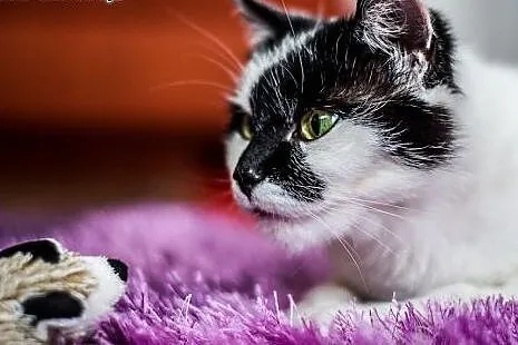 Ohio - roczna  PIESZCZOCHA do adopcji,  małopolski