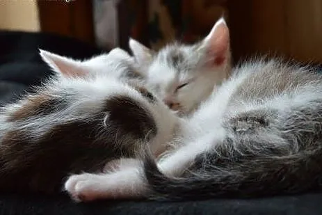 2 malutkie kociaki do adopcji ,  mazowieckie Warsz