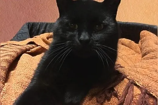 Czarny misiek Toto pilnie potrzebuje domu,  mazowi