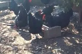 Sprzedam jaja lęgowe kur rasy austrolorp
