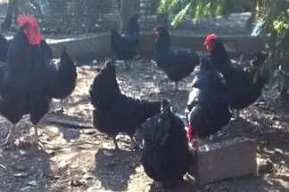Sprzedam jaja lęgowe kur rasy austrolorp, Mazowieckie, Sarnów
