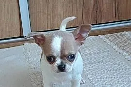 Chihuahua  chłopczyk Bursztyn chip rodowód