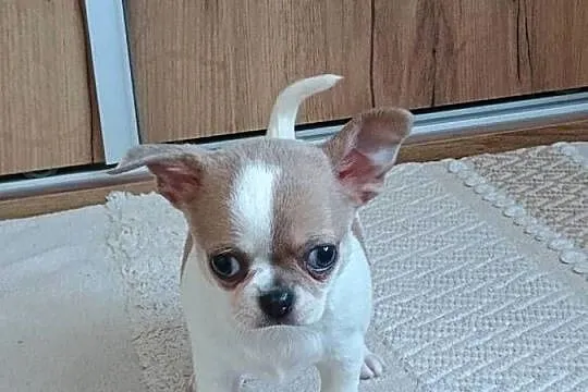 Chihuahua  chłopczyk Bursztyn chip rodowód