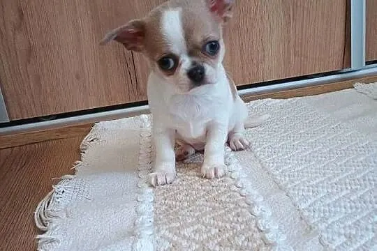 Chihuahua  chłopczyk Bursztyn chip rodowód, Łódzkie, Kleszczów