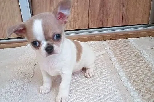 Chihuahua  chłopczyk Bursztyn chip rodowód, Łódzkie, Kleszczów