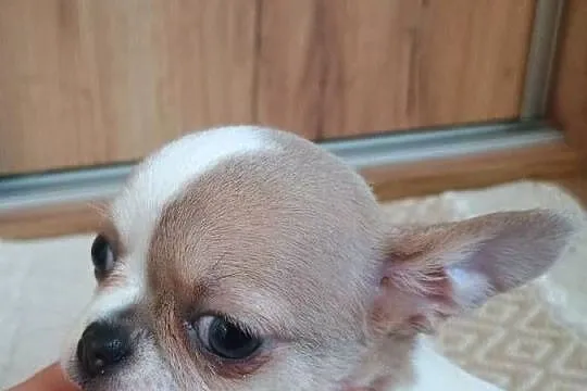 Chihuahua  chłopczyk Bursztyn chip rodowód, Łódzkie, Kleszczów