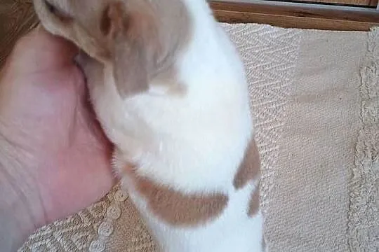 Chihuahua  chłopczyk Bursztyn chip rodowód, Łódzkie, Kleszczów