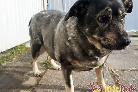 TINA-bardzo smutna, grzeczna szara sunia szuka troskliwego domu, adopcja, Małopolskie, Kraków