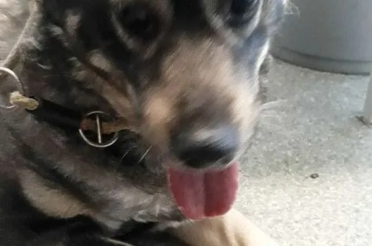 TINA-bardzo smutna, grzeczna szara sunia szuka troskliwego domu, adopcja, Małopolskie, Kraków