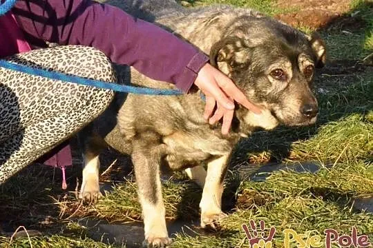 TINA-bardzo smutna, grzeczna szara sunia szuka troskliwego domu, adopcja, Małopolskie, Kraków