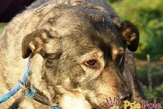 TINA-bardzo smutna, grzeczna szara sunia szuka troskliwego domu, adopcja, Małopolskie, Kraków