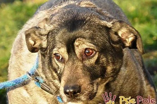 TINA-bardzo smutna, grzeczna szara sunia szuka troskliwego domu, adopcja, Małopolskie, Kraków