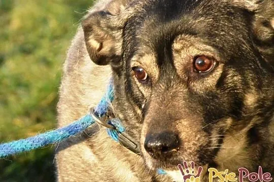 TINA-bardzo smutna, grzeczna szara sunia szuka troskliwego domu, adopcja, Małopolskie, Kraków