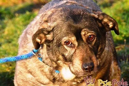TINA-bardzo smutna, grzeczna szara sunia szuka troskliwego domu, adopcja, Małopolskie, Kraków